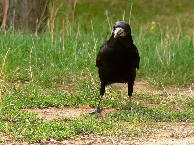 Corbeau freux (Corvus frugilegus)
