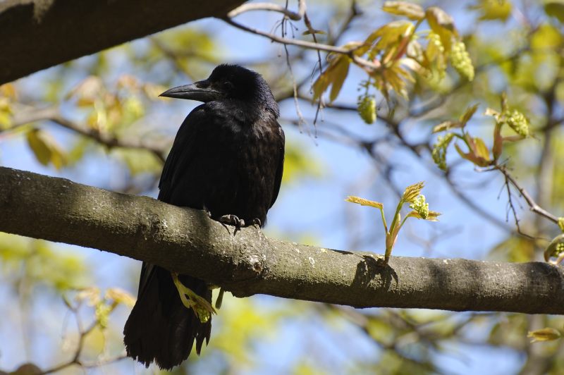 Mustavaris (Corvus frugilegus)