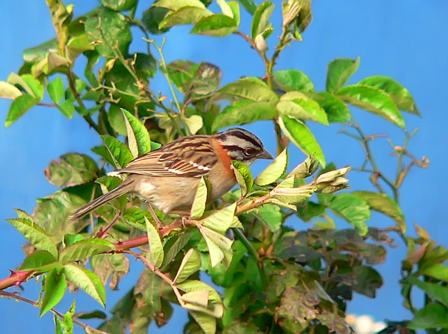 Rufous-collared sparrow (Zonotrichia capensis)