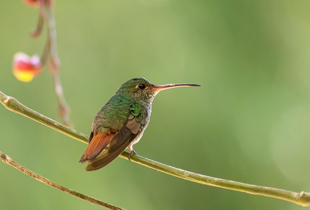 Colibrì codarossiccia (Amazilia tzacatl)