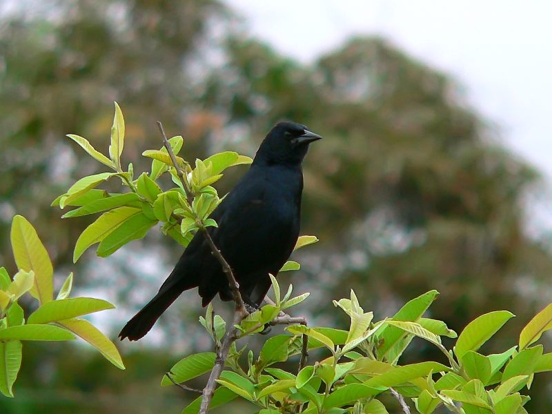 Scrub blackbird (Dives warszewiczi)