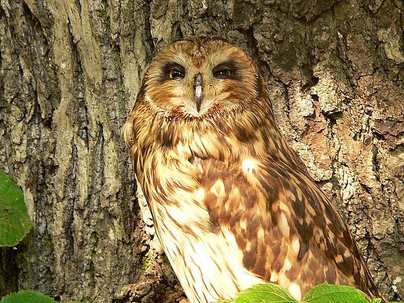 Tawny Owl (Strix aluco)
