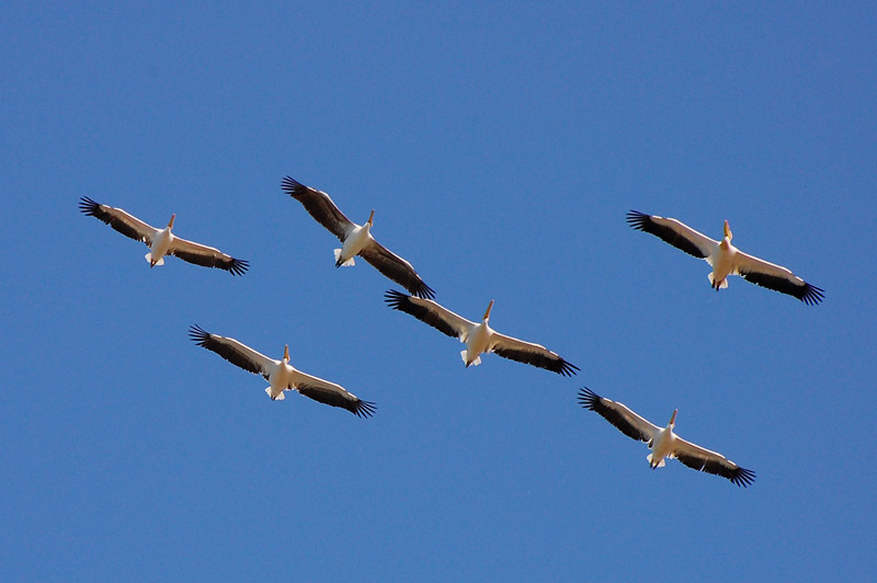 Pelikaani (Pelecanus onocrotalus)