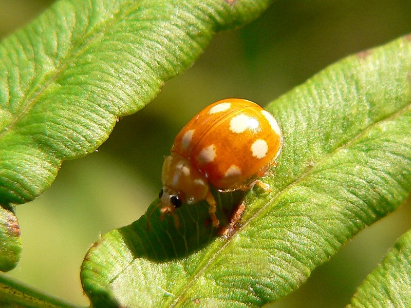 Licht-Marienkäfer (Calvia decemguttata)