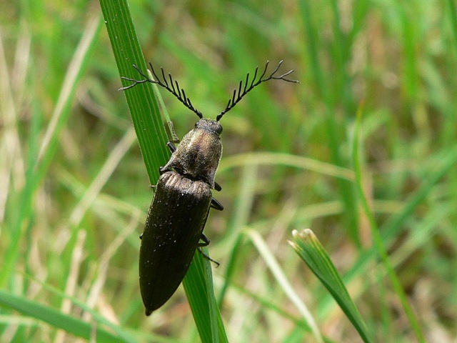 Rindenschnellkäfer (Ctenicera pectinicornis)