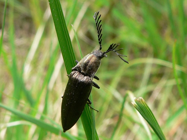 Гребнеусый щелкун (Ctenicera pectinicornis)