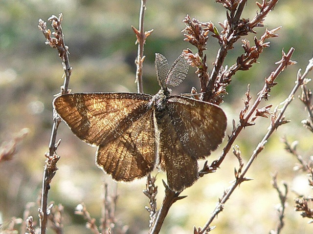 Common Heath (Ematurga atomaria)