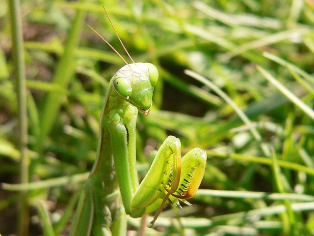 Богомол обыкновенный (Mantis religiosa)