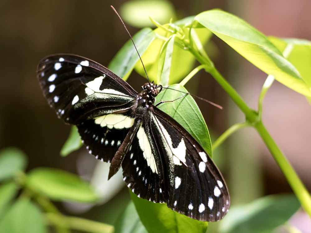 Atthis Longwing or False zebra longwing (Heliconius atthis)