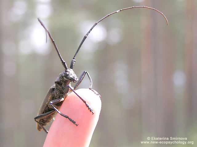 Coleoptera (Monochamus galloprovincialis)