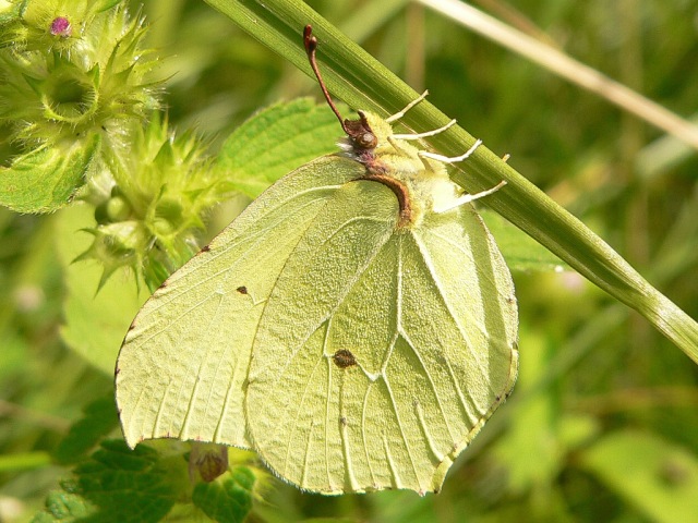 Mariposa limonera (Gonepteryx rhamni)