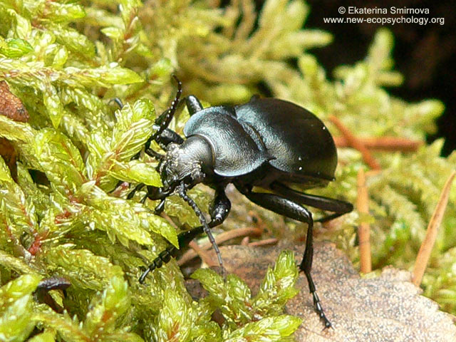 Ground Beetle (Carabus nemoralis)
