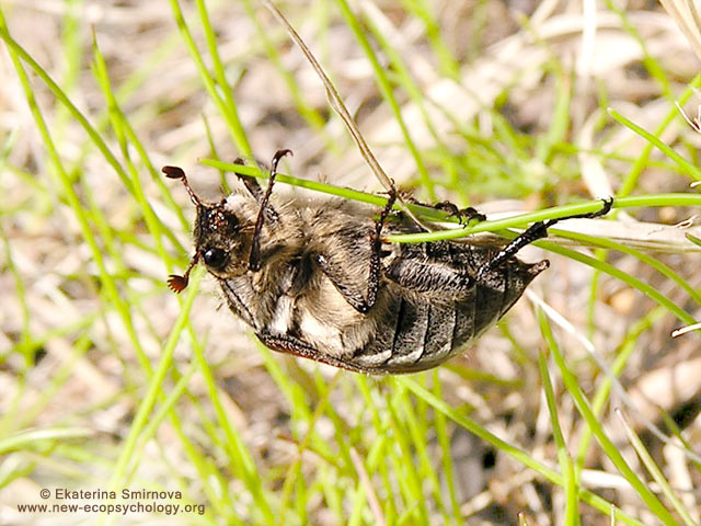 Cockchafer, May-bug  (Melolontha hippocastani)