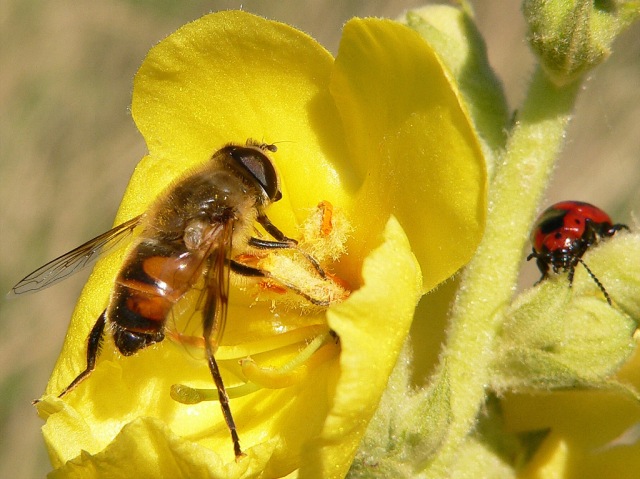 Пчеловидка цепкая (Eristalis tenax)