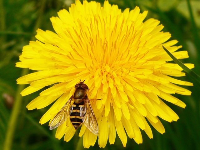 Syrphes ou syrphides (Syrphus ribesii)