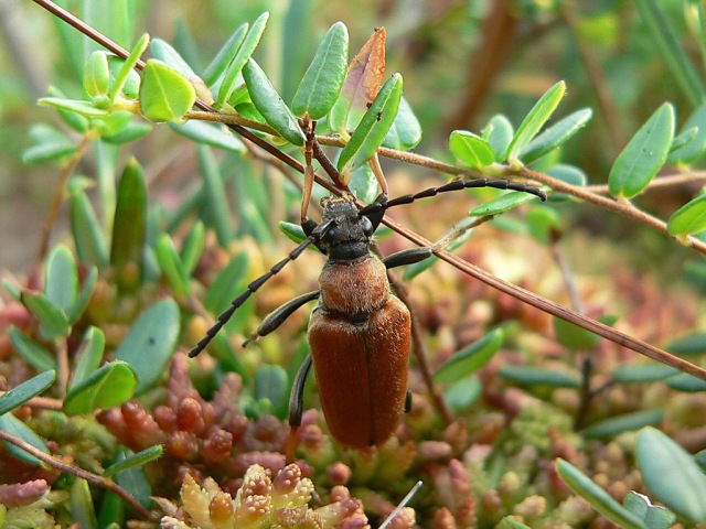 Longhorn beetle (Leptura rubra)