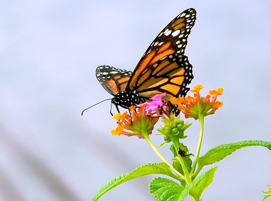 Monarkkiperhonen (Danaus plexippus)