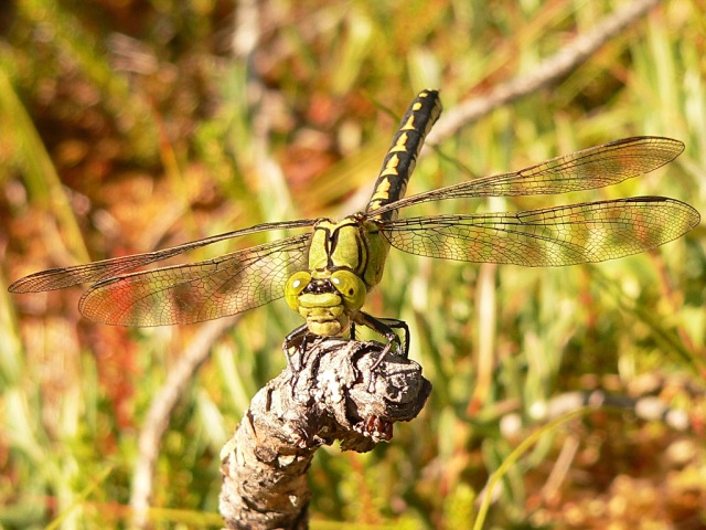 Green Club-tailed Dragonfly, Green snaketail, or Green gomphid (Ophiogomphus cecilia)