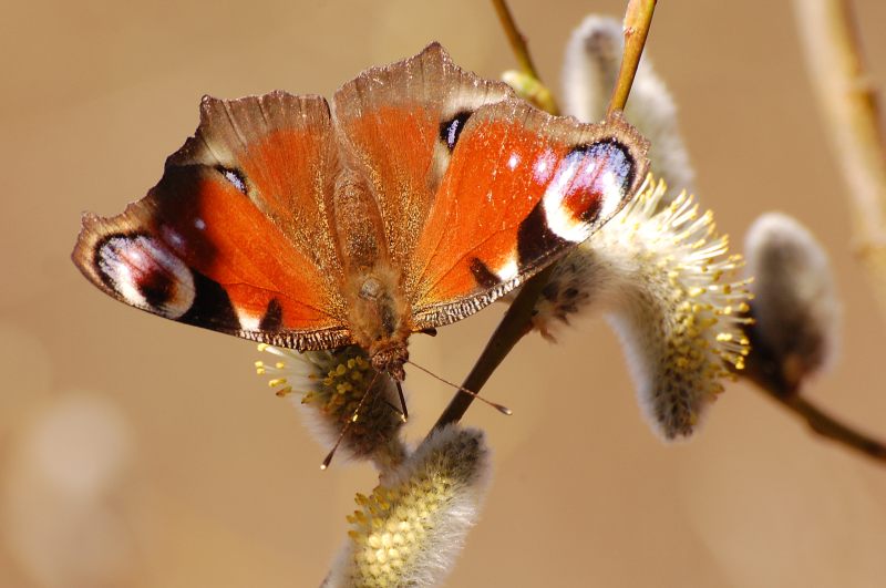 Mariposa pavo real (Inachis io)