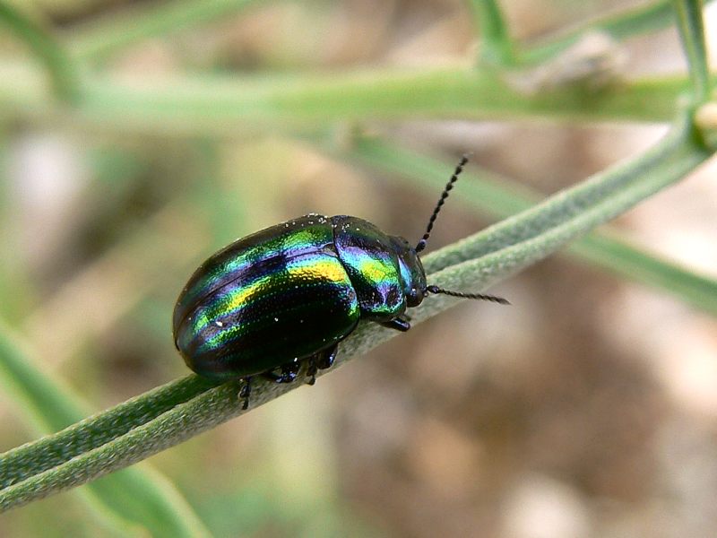 Rainbow leaf beetle or Snowdon beetle (Chrysolina cerealis)