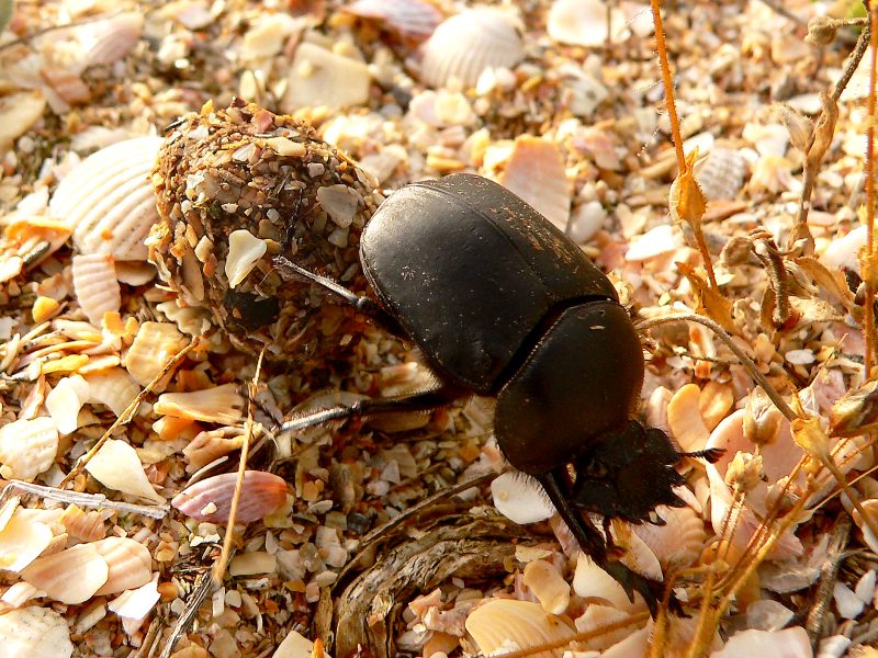 Escarabajo (Scarabaeus typhon)