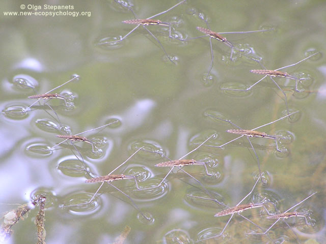 Water Strider, Pond Skater (Gerris lacustris)