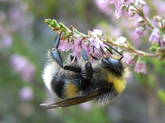White-tailed Bumblebee (Bombus lucorum)