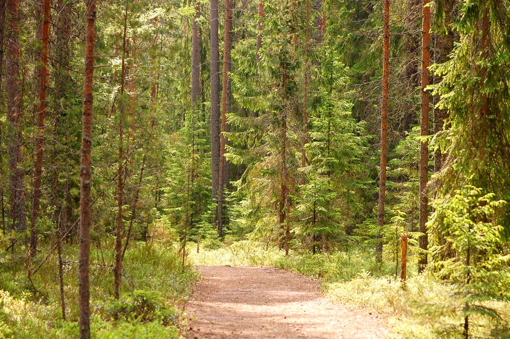 Karelian Isthmus