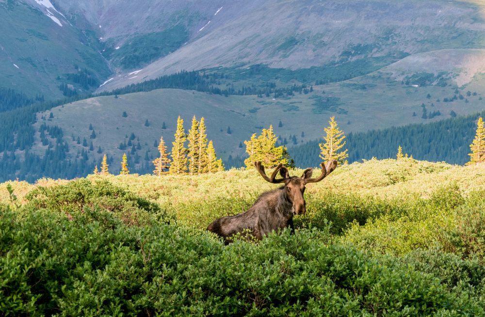 Moose in Colorado mountains