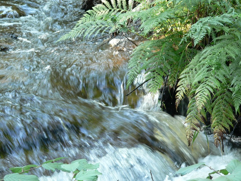 Rivière en forêt