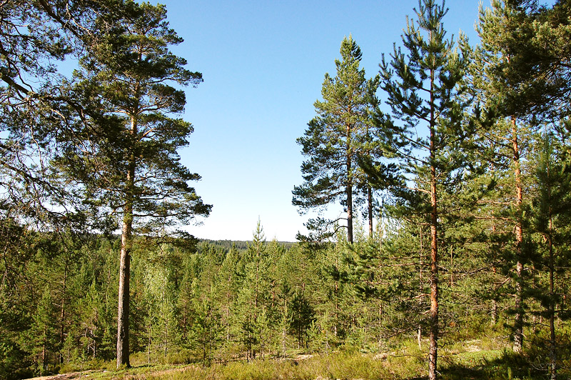 Pine expanse