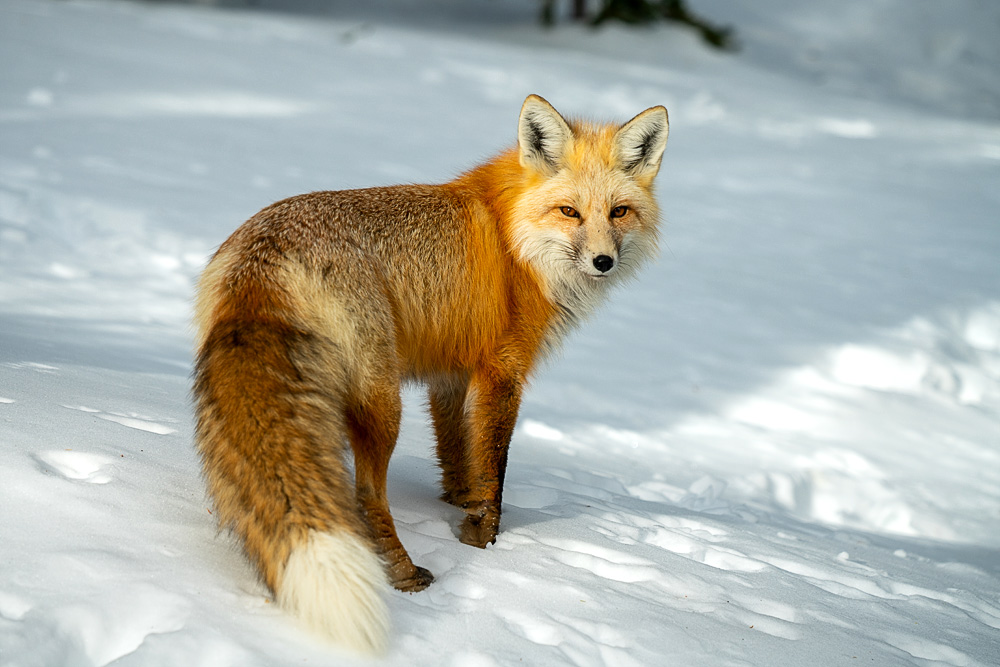 American red fox (Vulpes vulpes fulvus)