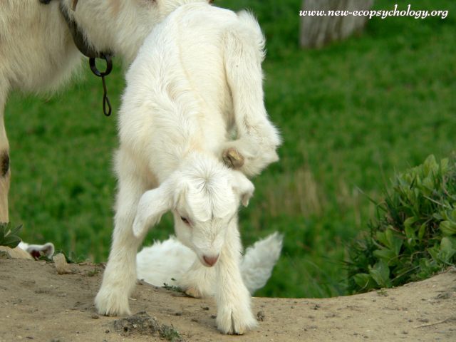 Goat (Capra aegagrus hircus)