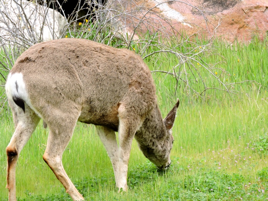 Mule deer (Odocoileus hemionus)