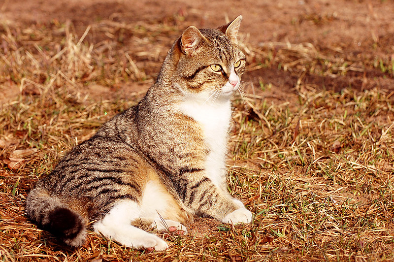 Kissa (Felis silvestris catus)