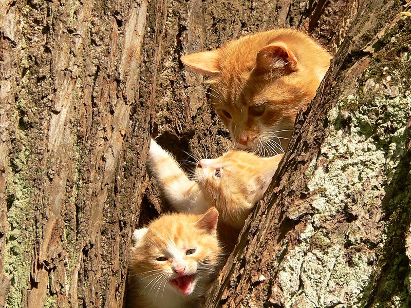 Кошка домашняя (Felis silvestris catus)