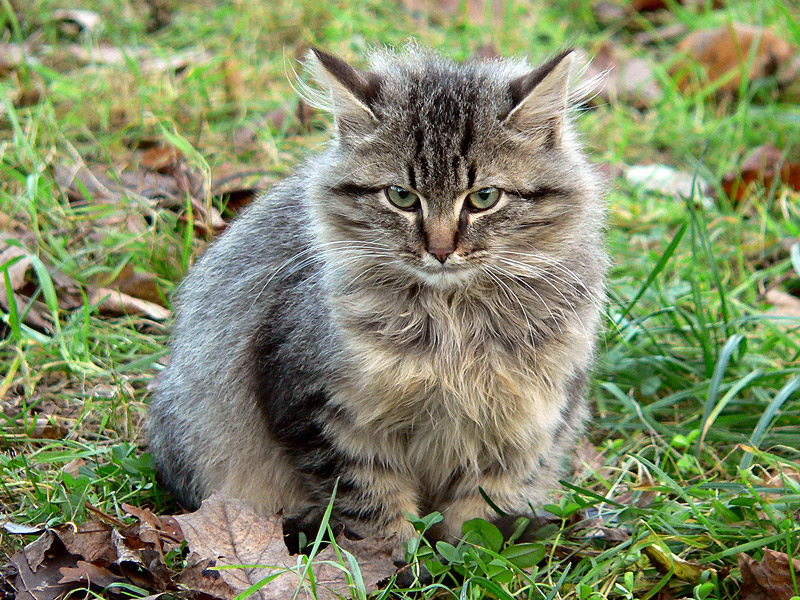 Chat domestique (Felis silvestris catus)