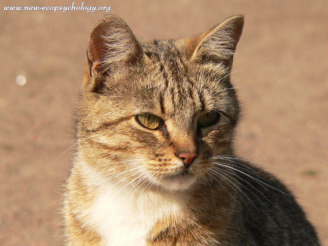 Gatto domestico (Felis silvestris catus)