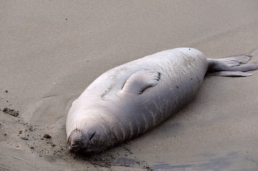 Elefante marino del norte  (Mirounga angustirostris)