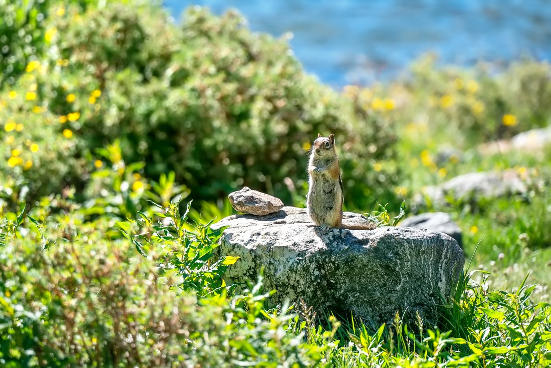 Golden-Mantled Ground Squirrel (Callospermophilus lateralis)