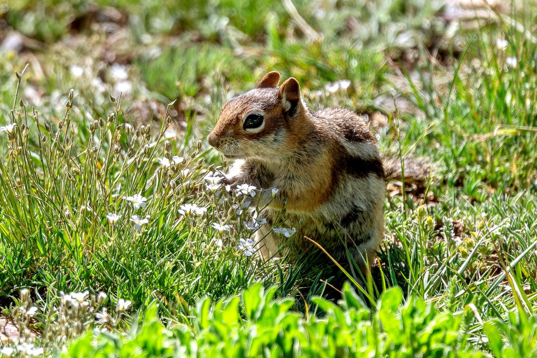 Golden-Mantled Ground Squirrel (Callospermophilus lateralis)