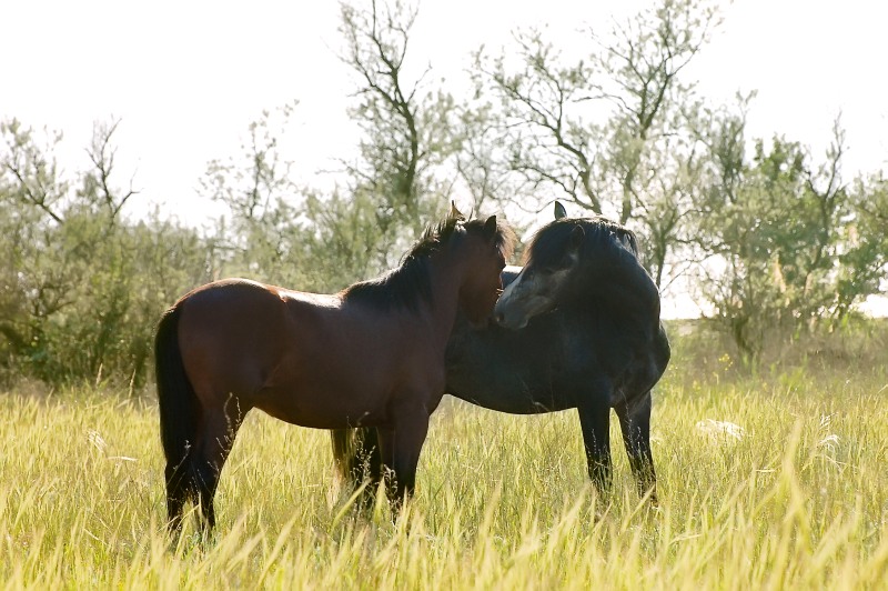 Cavallo (Equus ferus caballus)