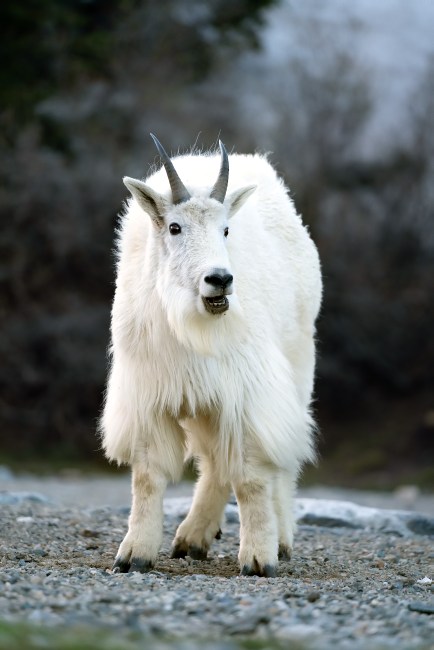 Снежная коза (Oreamnos americanus)