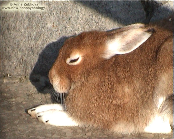 Заяц-беляк (Lepus timidus)
