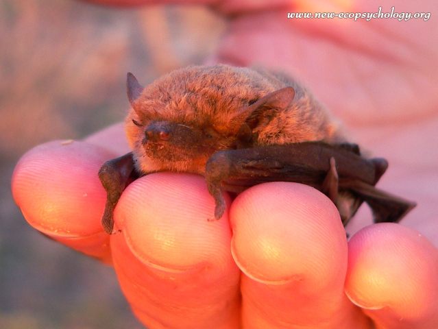 Pikkulepakko (Pipistrellus nathusii)