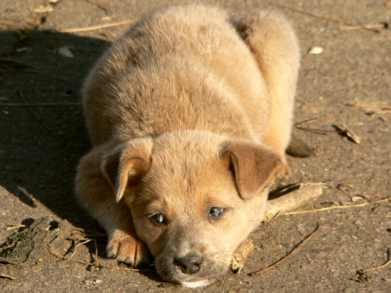 Dog (Canis lupus familiaris)