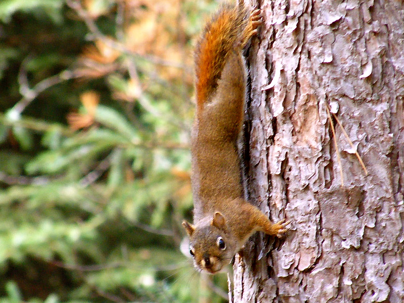 Rotes Eichhörnchen (Tamiasciurus hudsonicus)