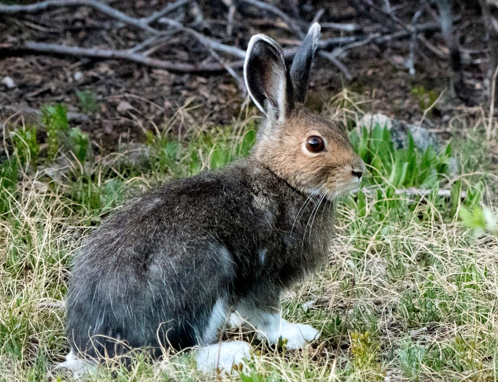 Американский заяц фото