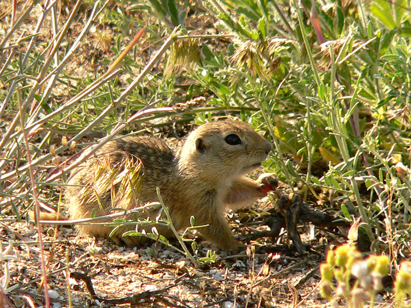 Spotted Souslik, Speckled Ground Squirrel (Spermophilus suslicus)