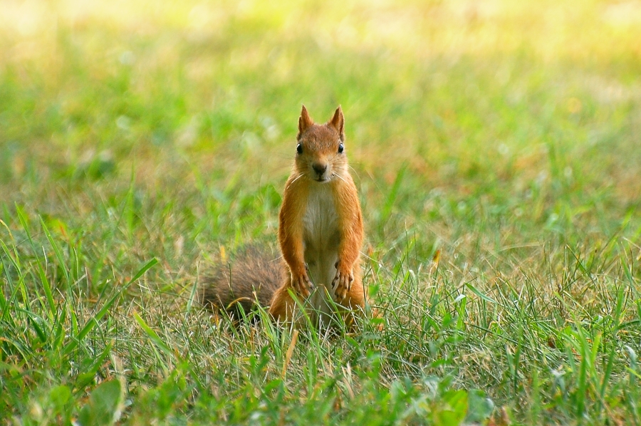 Europäische Eichhörnchen (Sciurus vulgaris)